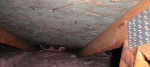 Water Damage And Mold Growth In Crawlspace 